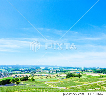 A refreshing summer day in the lavender fields of Hinode Park in Kamifurano Town, Hokkaido. A refreshing summer day in the lavender fields of Hinode Park in Kamifurano Town, Hokkaido. 141520667