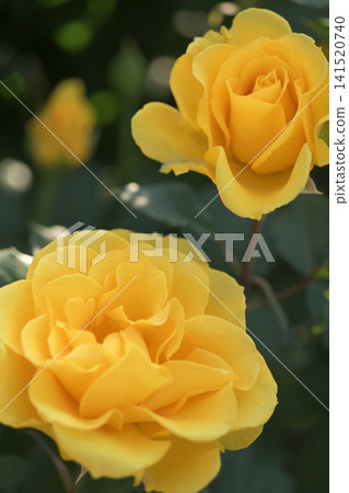 A flowerbed with yellow roses in bloom A flowerbed with yellow roses in bloom 141520740