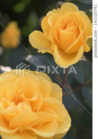 Yellow roses blooming in the shade Yellow roses blooming in the shade 141520741