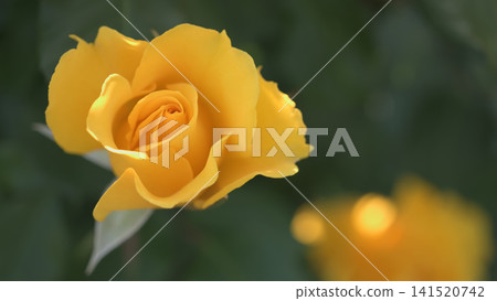 花瓣盛開的黃玫瑰 141520742