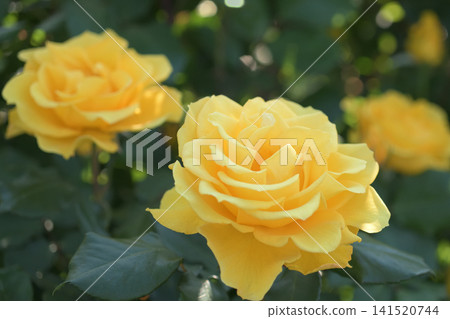 Yellow roses blooming in the May sunshine Yellow roses blooming in the May sunshine 141520744