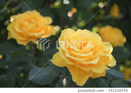 Yellow roses blooming side by side Yellow roses blooming side by side 141520745