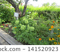 Annabelle hydrangea flowers that you can enjoy changing colors 141520923