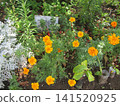Orange marigold flower 141520925