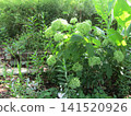 Enjoy the colorful yellow-green flowers of Annabelle hydrangea 141520926