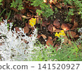 Kojima Hana no Kai Yellow flowers of silver ragwort in the flower field 141520927