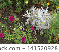 Yellow flowers of dusty miller and red flowers of petunias 141520928