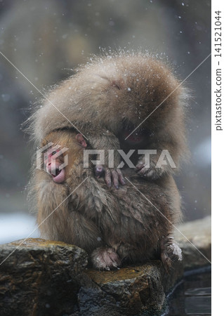 日本獼猴泡溫泉 日本獼猴泡溫泉 141521044