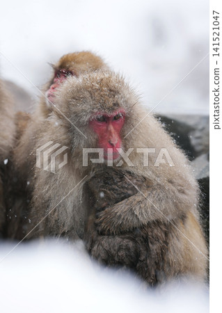 日本獼猴泡溫泉 日本獼猴泡溫泉 141521047