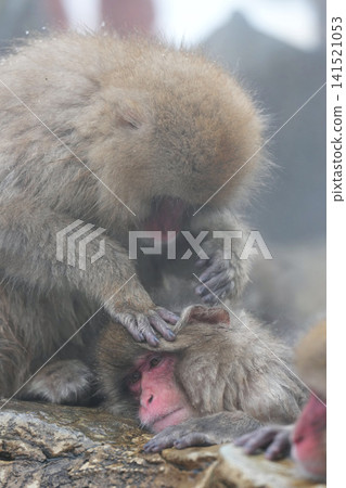 日本獼猴泡溫泉 日本獼猴泡溫泉 141521053