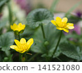 Photographs of the ecology of the Farfugium japonicum flower. 141521080