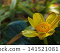 Photographs of the ecology of the Farfugium japonicum flower. 141521081