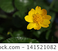 Photographs of the ecology of the Farfugium japonicum flower. 141521082