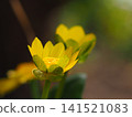 Photographs of the ecology of the Farfugium japonicum flower. 141521083