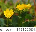 Photographs of the ecology of the Farfugium japonicum flower. 141521084