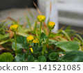 Photographs of the ecology of the Farfugium japonicum flower. 141521085