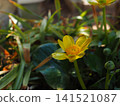 Photographs of the ecology of the Farfugium japonicum flower. 141521087