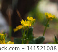 Photographs of the ecology of the Farfugium japonicum flower. 141521088