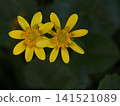 Photographs of the ecology of the Farfugium japonicum flower. 141521089