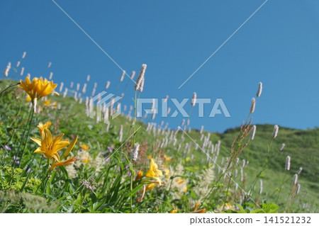 Daylilies and clusters of alpine plants stand out against the blue sky. Daylilies and clusters of alpine plants stand out against the blue sky. 141521232