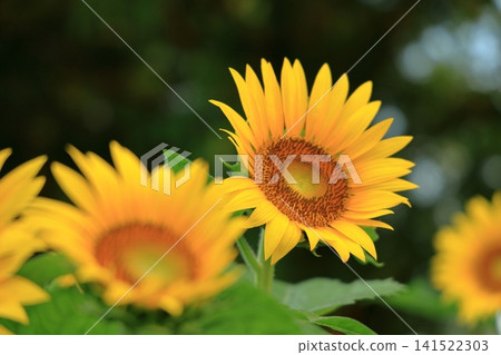 夏日景象:向日葵 夏日景象:向日葵 141522303
