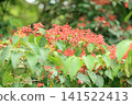 莢蒾屬植物的紅色漿果 141522413