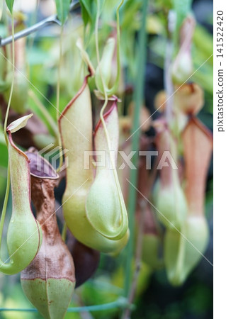 Gourd's flagellum Gourd's flagellum 141522420