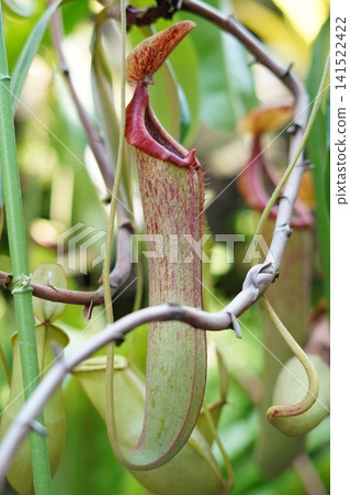 Nepenthes mirabilis Nepenthes mirabilis 141522422