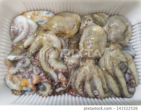 Freshly caught octopus Freshly caught octopus 141522526