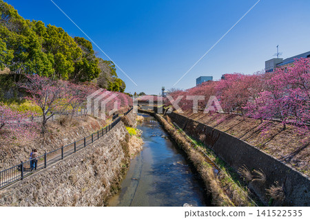 靜岡縣掛川市掛川城附近坂川河畔盛開的櫻花景色 靜岡縣掛川市掛川城附近坂川河畔盛開的櫻花景色 141522535