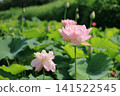 明亮的粉紅色蓮花 141522545
