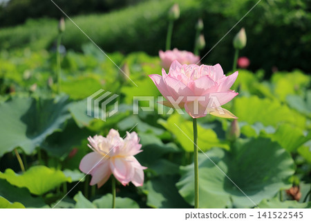 明亮的粉紅色蓮花 明亮的粉紅色蓮花 141522545