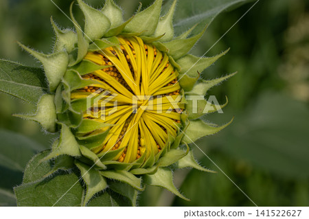 A sunflower bud that has just begun to open A sunflower bud that has just begun to open 141522627