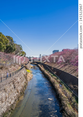 靜岡縣掛川市掛川城附近坂川河畔盛開的櫻花景色 靜岡縣掛川市掛川城附近坂川河畔盛開的櫻花景色 141522667