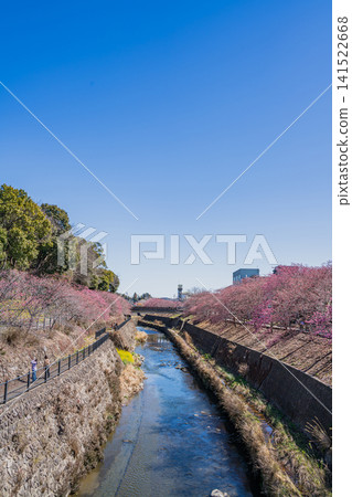 靜岡縣掛川市掛川城附近坂川河畔盛開的櫻花景色 靜岡縣掛川市掛川城附近坂川河畔盛開的櫻花景色 141522668