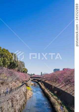靜岡縣掛川市掛川城附近坂川河畔盛開的櫻花景色 141522669