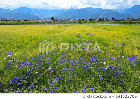 信州安曇野的春日鄉村景色 141522709