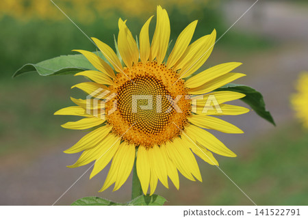 Sunflower in full bloom Sunflower in full bloom 141522791