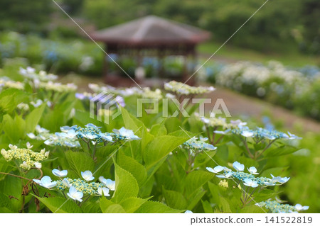 Atagoyama Park Hydrangea Garden (Kami Town, Miyagi Prefecture) Atagoyama Park Hydrangea Garden (Kami Town, Miyagi Prefecture) 141522819