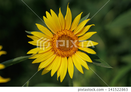 Sunflower in full bloom Sunflower in full bloom 141522863