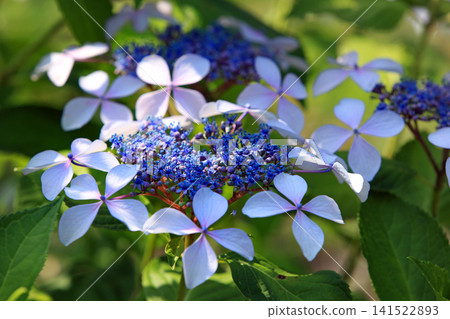 Hydrangea flowers like a kaleidoscope 141522893