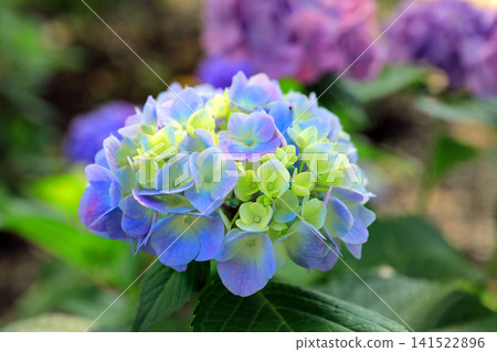 Hydrangea flowers like a kaleidoscope Hydrangea flowers like a kaleidoscope 141522896