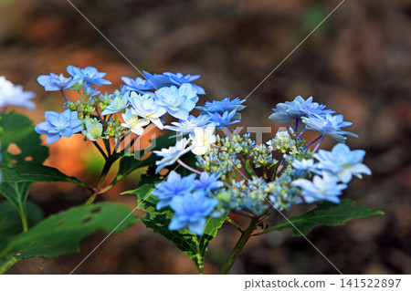 Hydrangea flowers like a kaleidoscope Hydrangea flowers like a kaleidoscope 141522897