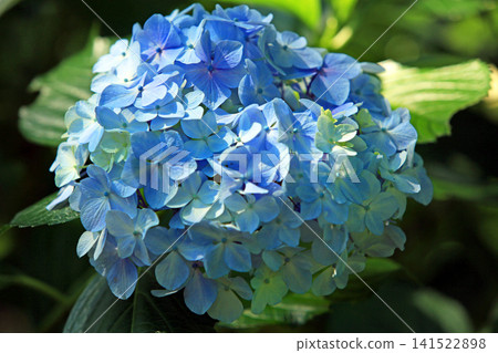 繡球花像萬花筒一樣絢麗多彩。 141522898