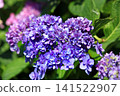 Hydrangea flowers like a kaleidoscope 141522907