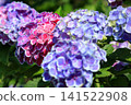 Hydrangea flowers like a kaleidoscope 141522908