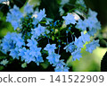 Hydrangea flowers like a kaleidoscope 141522909