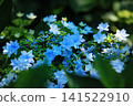 Hydrangea flowers like a kaleidoscope 141522910