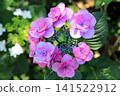 Hydrangea flowers like a kaleidoscope 141522912