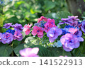 Hydrangea flowers like a kaleidoscope 141522913
